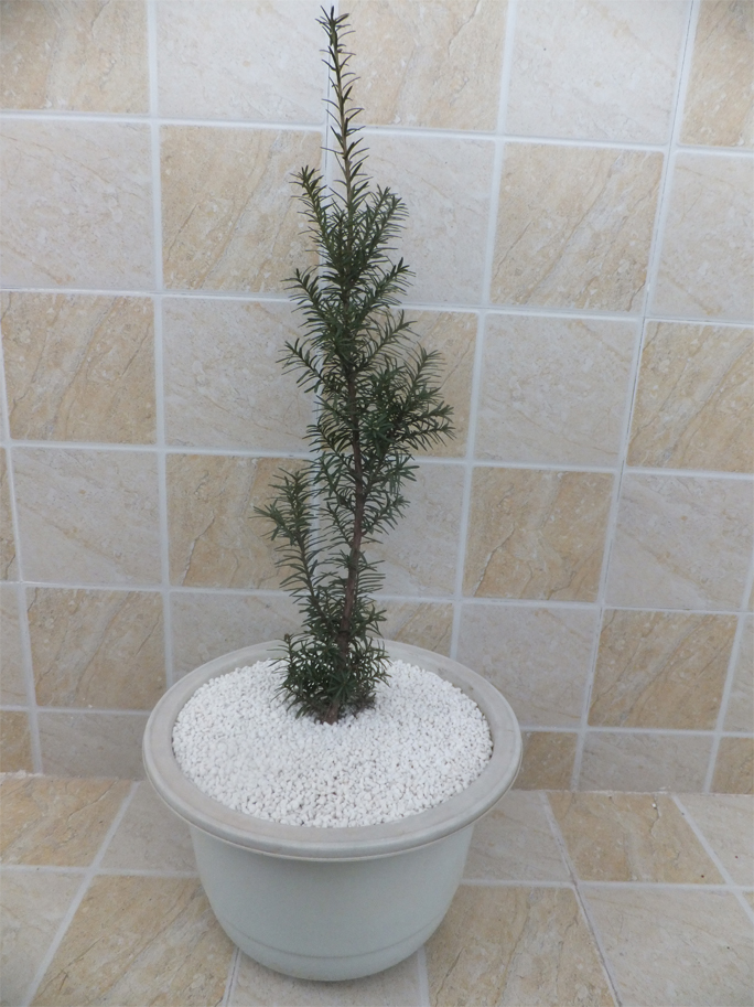 DSCF5228.JPG